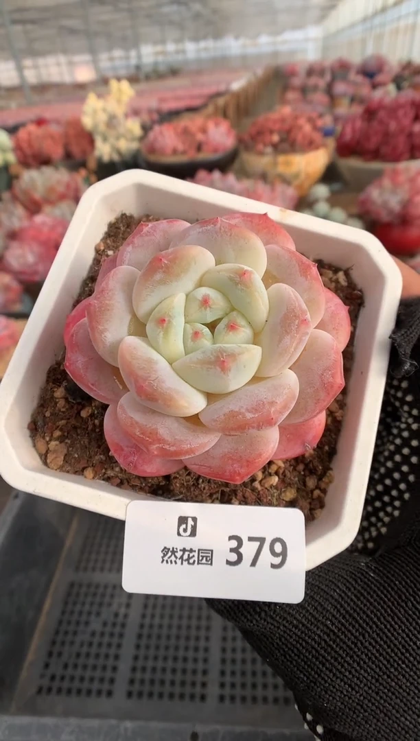 379糖心多肉植物一物一拍