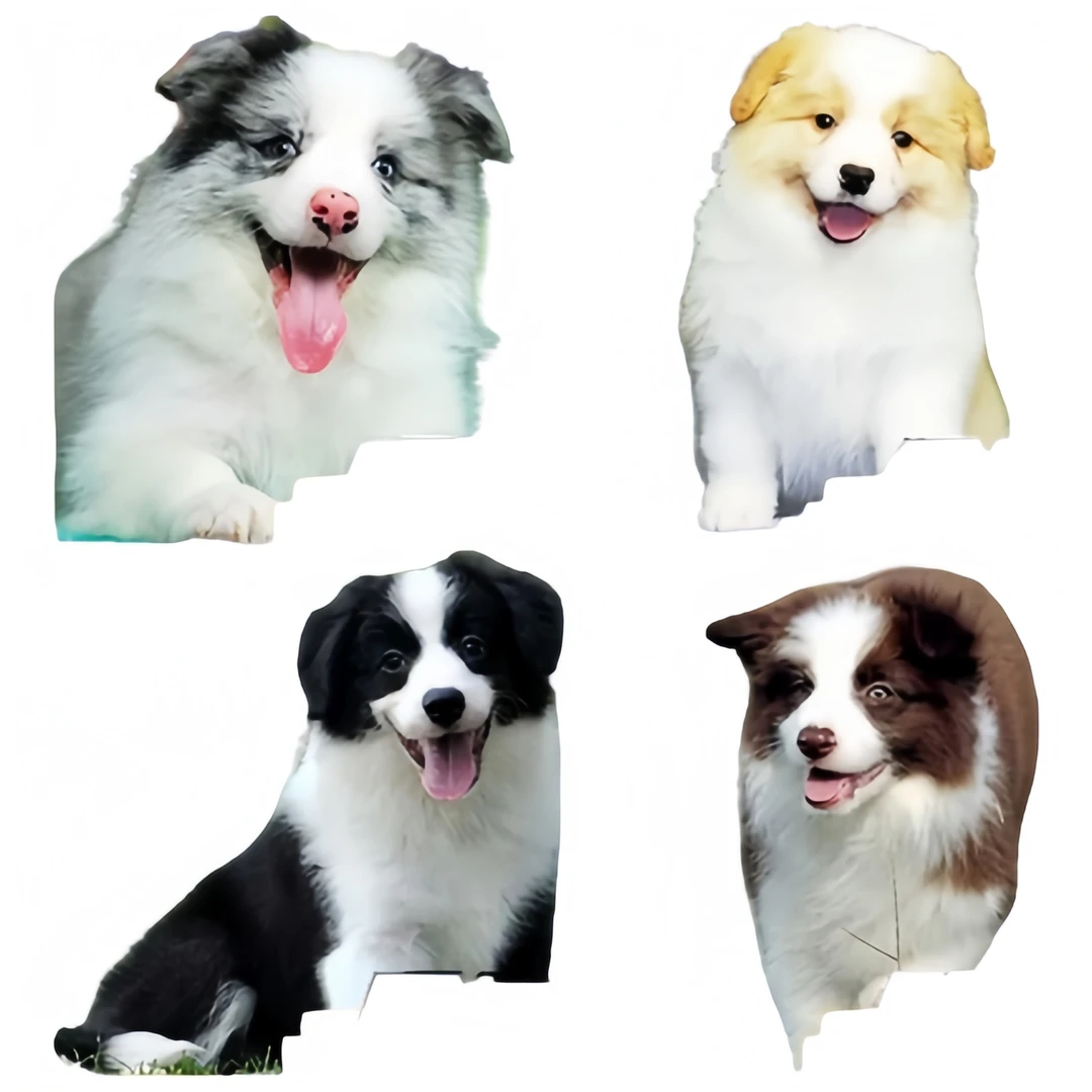 「宿州市花姐佳友边牧」03李恒纯种边牧幼犬活体双血统边境牧羊犬