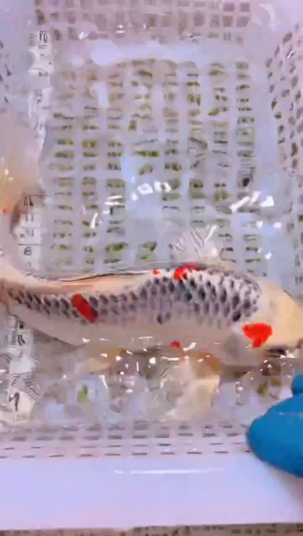 锦鲤冷水观赏鱼全场包邮13