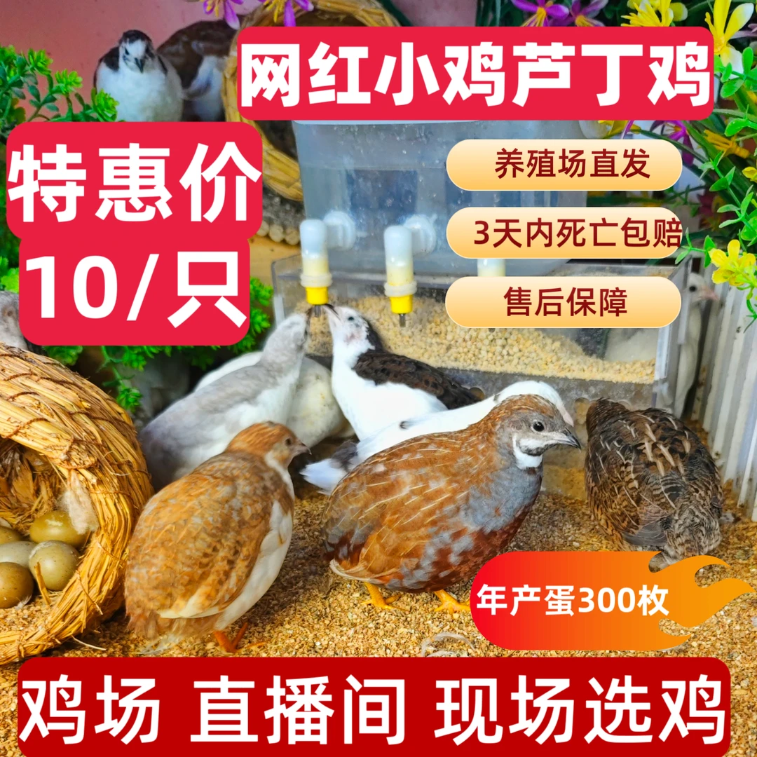 【精品芦丁鸡】宠物小鸡50-80天左右青年鸡