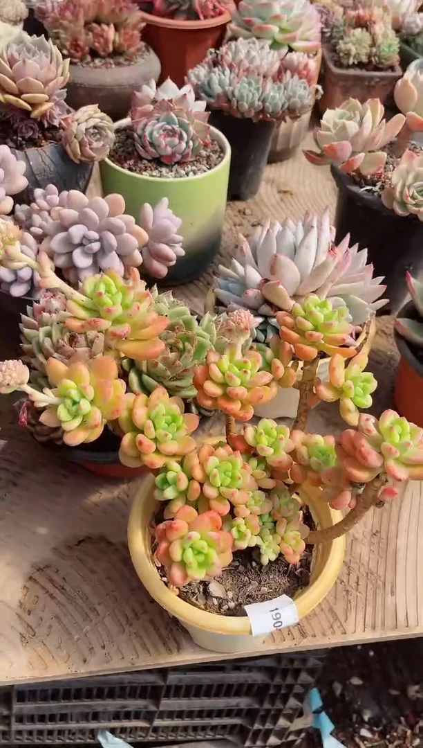 【闪购商品】19042