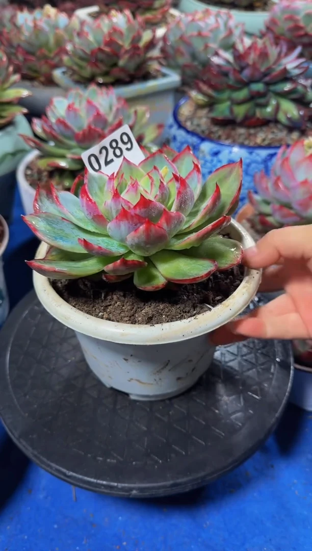 【闪购商品】0289惊鸿仙子（裸根发货）