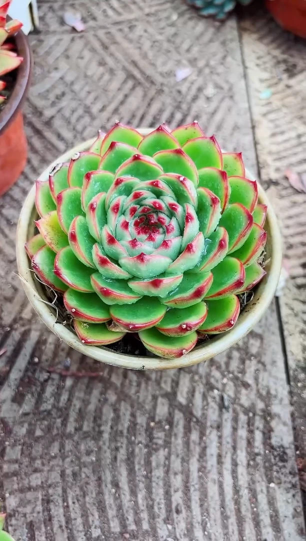 张***师多肉植物一物一拍08137