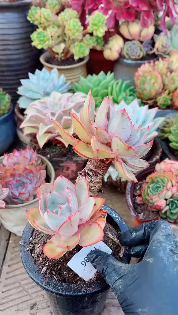 11086多肉植物一物一拍