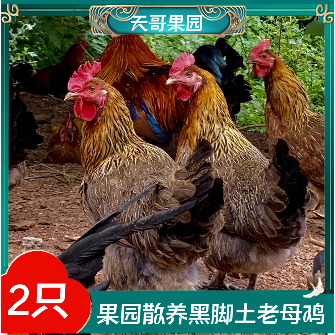 果园散养纯粮喂养2-3年黑脚老母鸡2只毛重7-8斤 净重共5斤带内脏