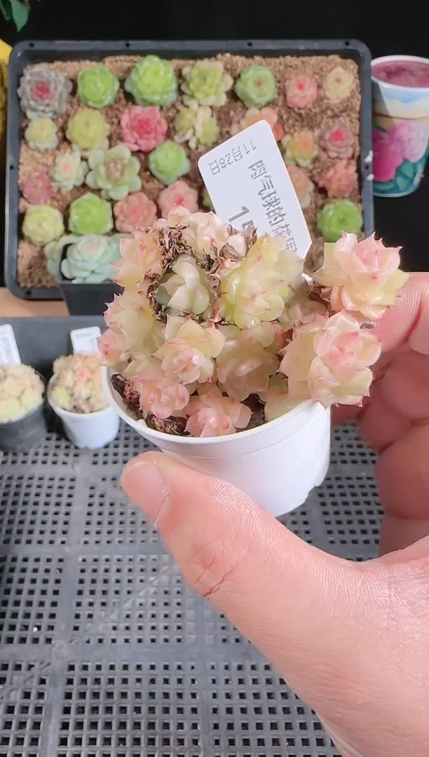 多肉1128-157群生不包整