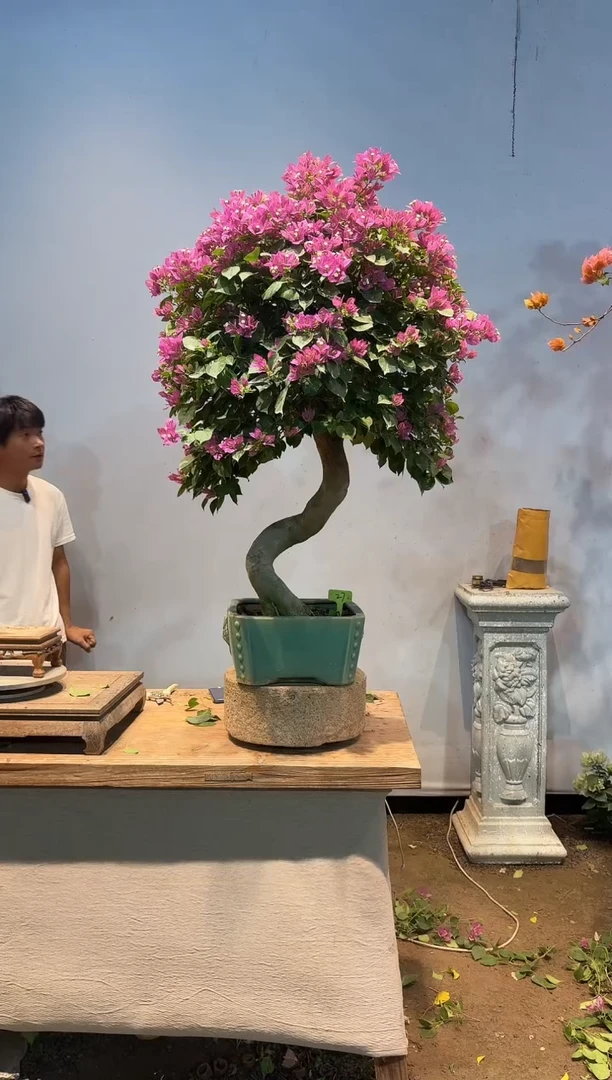 全部花朵惜*雨三角梅27