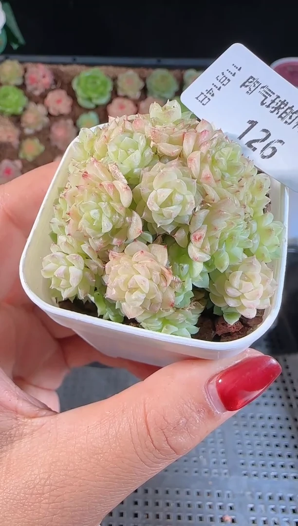 1114-126群生不包整
