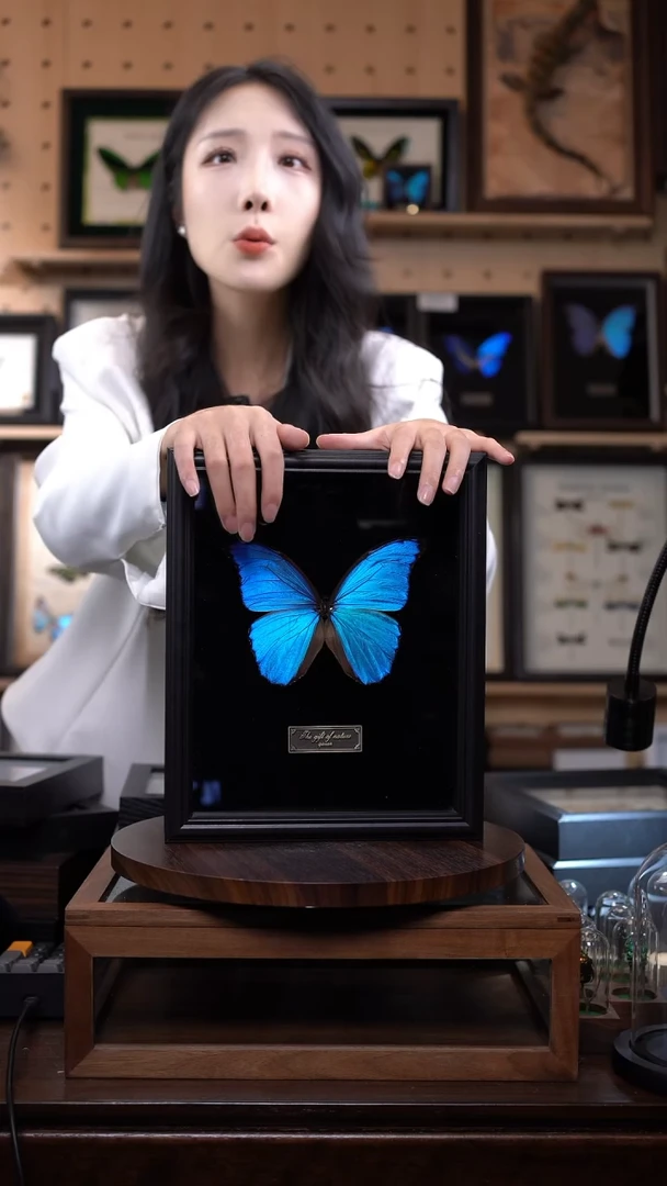 大蓝闪蝶黑绒底版10寸欧式框（带证书）