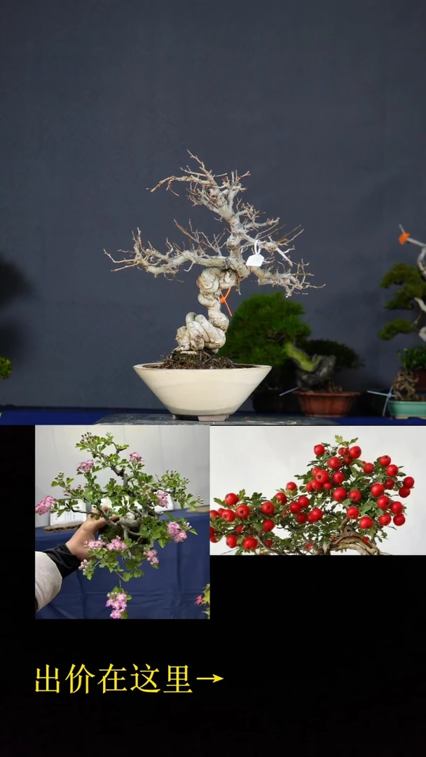 无花朵山楂 不包邮