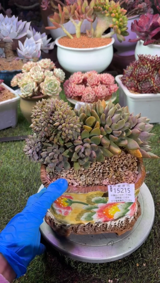 【闪购商品】15215