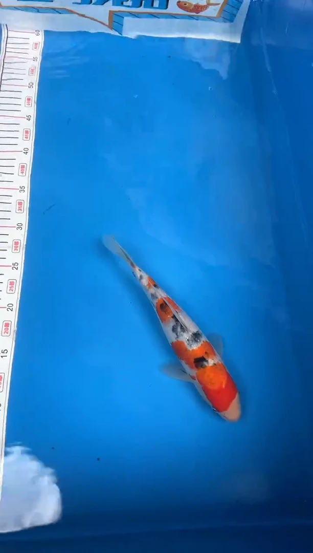 锦鲤伐***帅3号锦鲤大正鱼 闪购