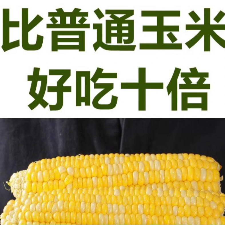 【次日达】海南水果玉米花甜玉米黄玉米现摘现发黄糯玉米金银玉米水果玉米海南省四川省成都市