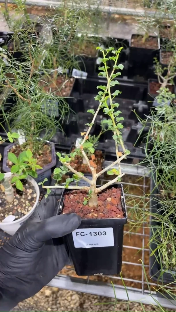纳马夸兰没药FC-1303