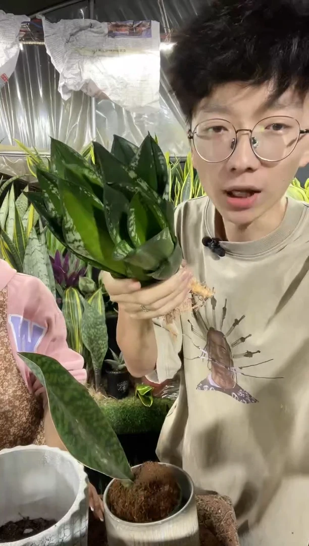 迷你星空裸根4棵9.9