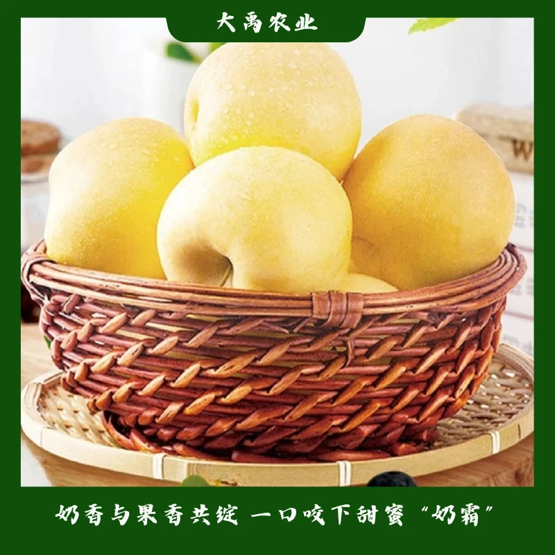 大果烟台奶油富士苹果