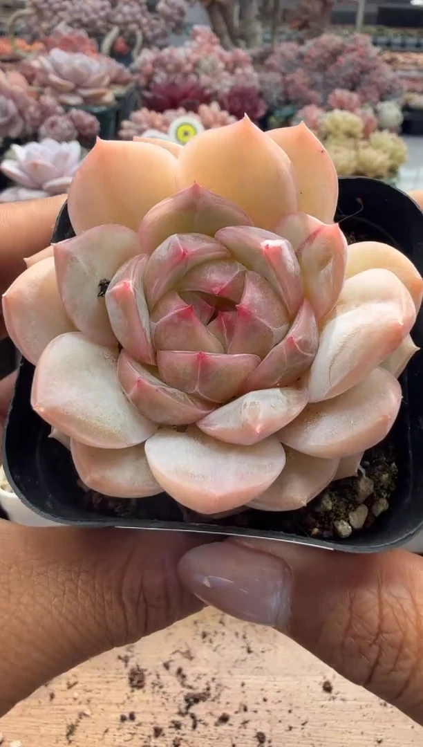 东云多肉园二店-214