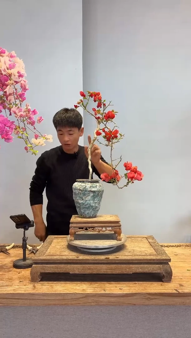 以实际为准三角梅36