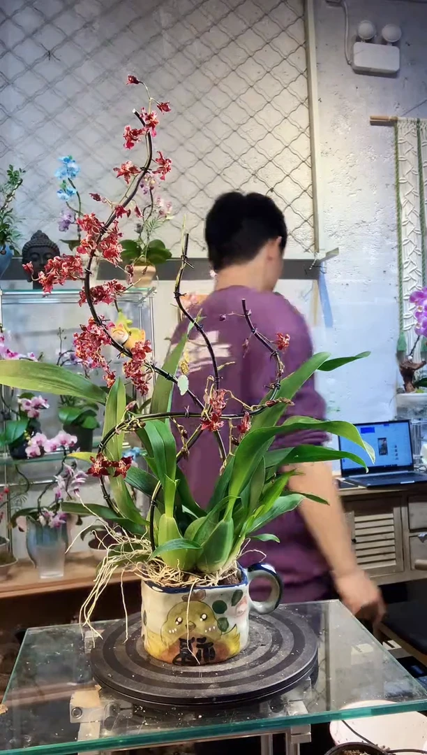 大部分花苞少量开放3124植物杂货店，什么宝贝都有