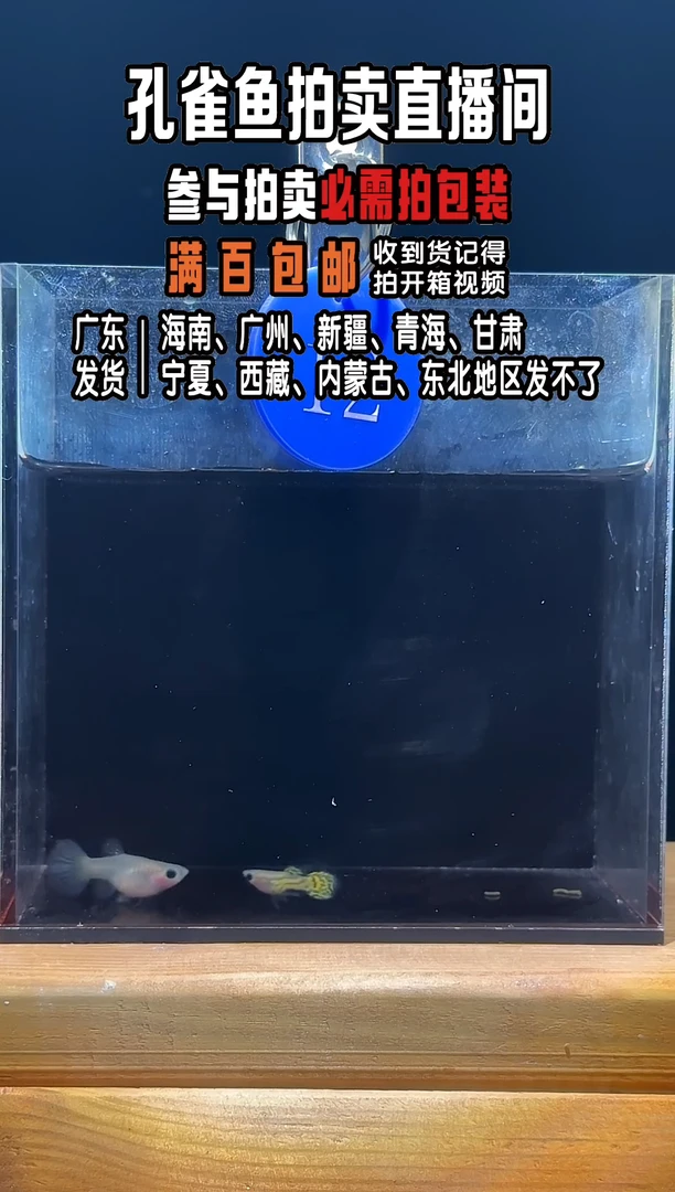 孔雀鱼黄蕾丝玻璃猫小亚成1对