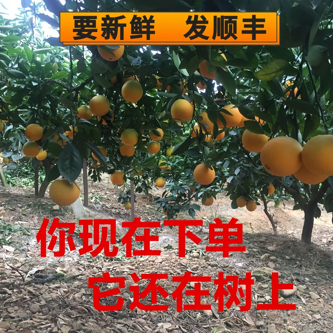 正宗江西自然熟更香甜新鲜现摘香甜爆汁手剥橙子产地直发赣南脐橙