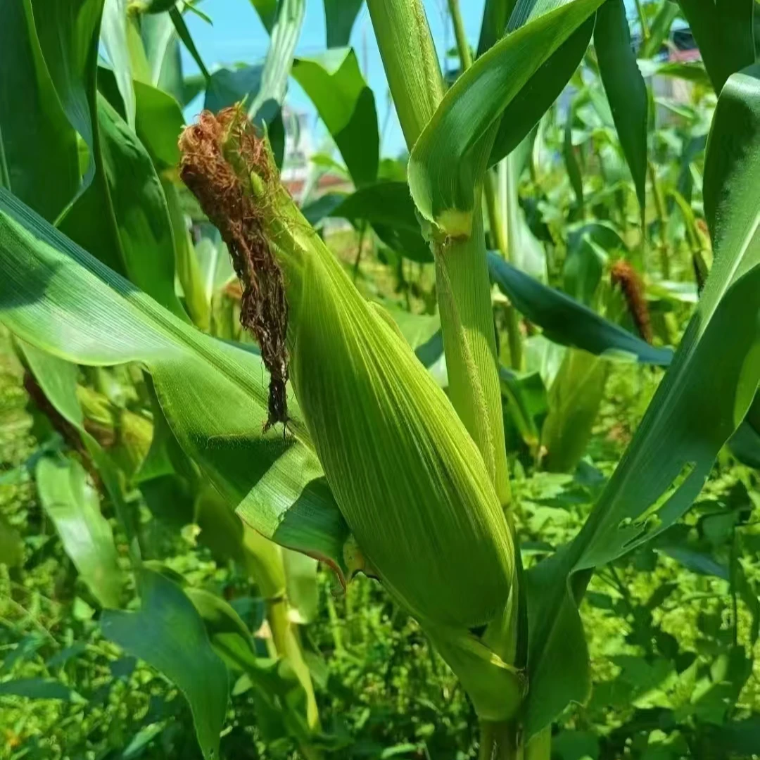 燕儿谷农家自种玉米 顺丰或京东加冰包邮