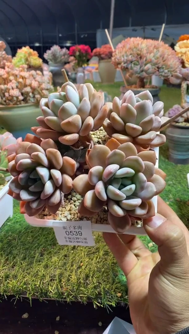 【闪购商品】白露0539