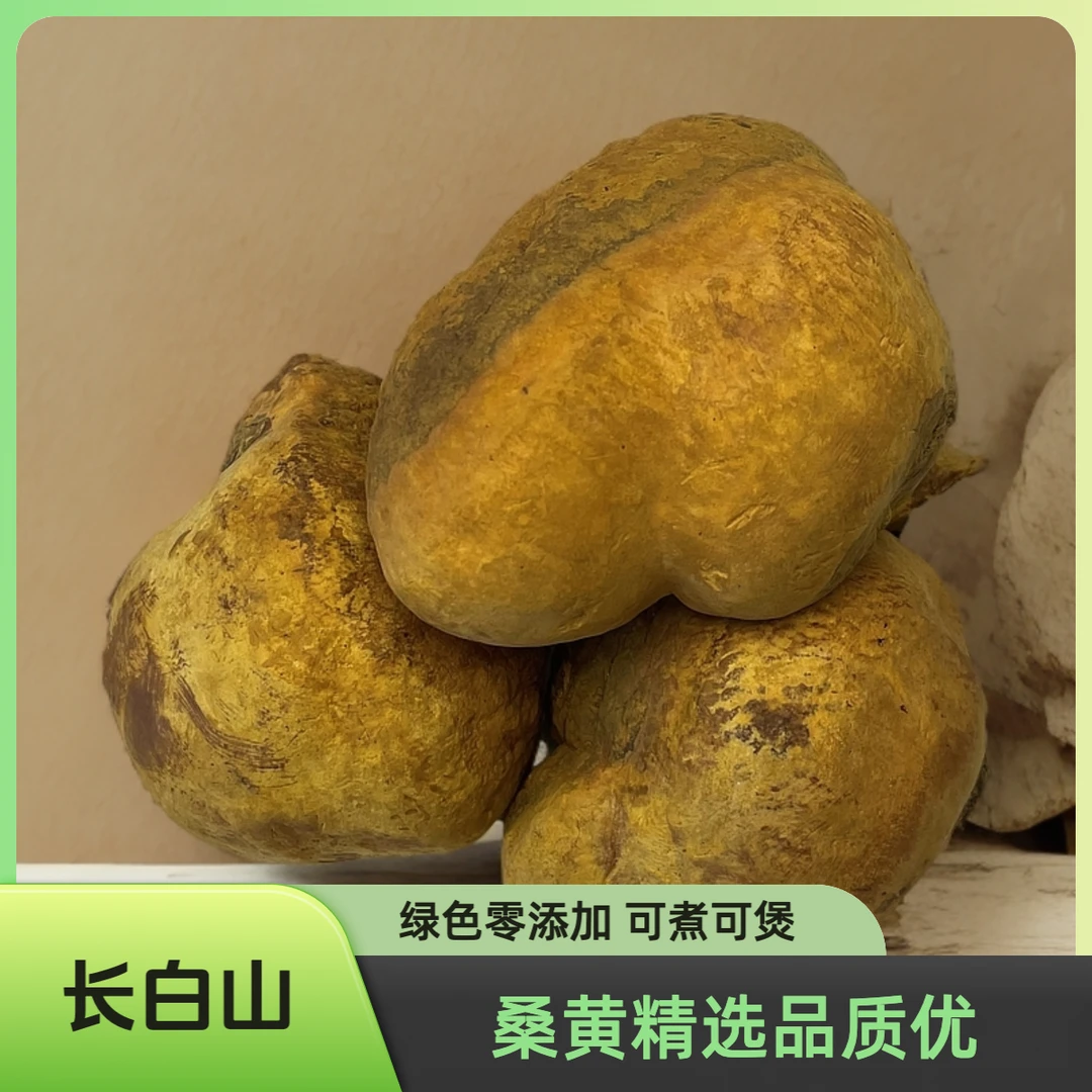 桑黄 煮水 煲鸡汤 煲骨头汤