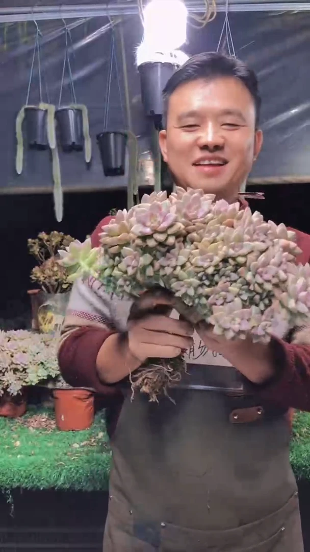 218淡雪缀化一物一拍