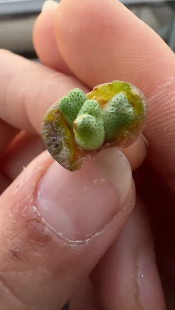 【闪购商品】2.5-301