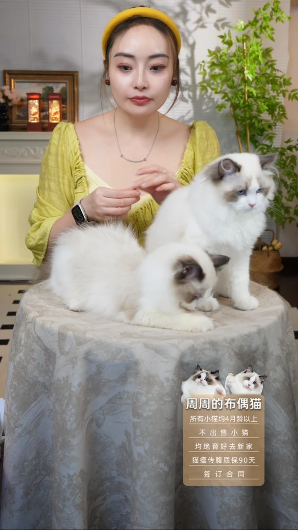 布偶猫周周家的布偶猫链接可爱多屎壳郎