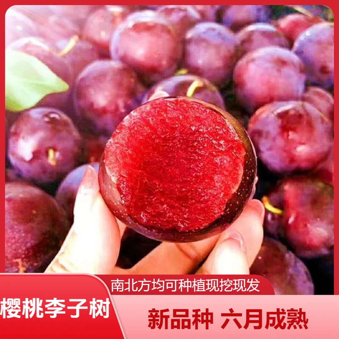 新品种李子树苗樱桃李子树苗南北方均可种植红肉李子耐寒盆栽地栽