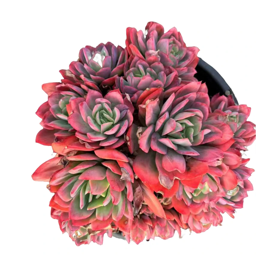 360绮罗仙子多肉根系种植优选精选发货售后基地自产自销