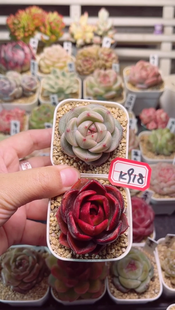 【闪购商品】K918红灯和橄榄油一物一拍