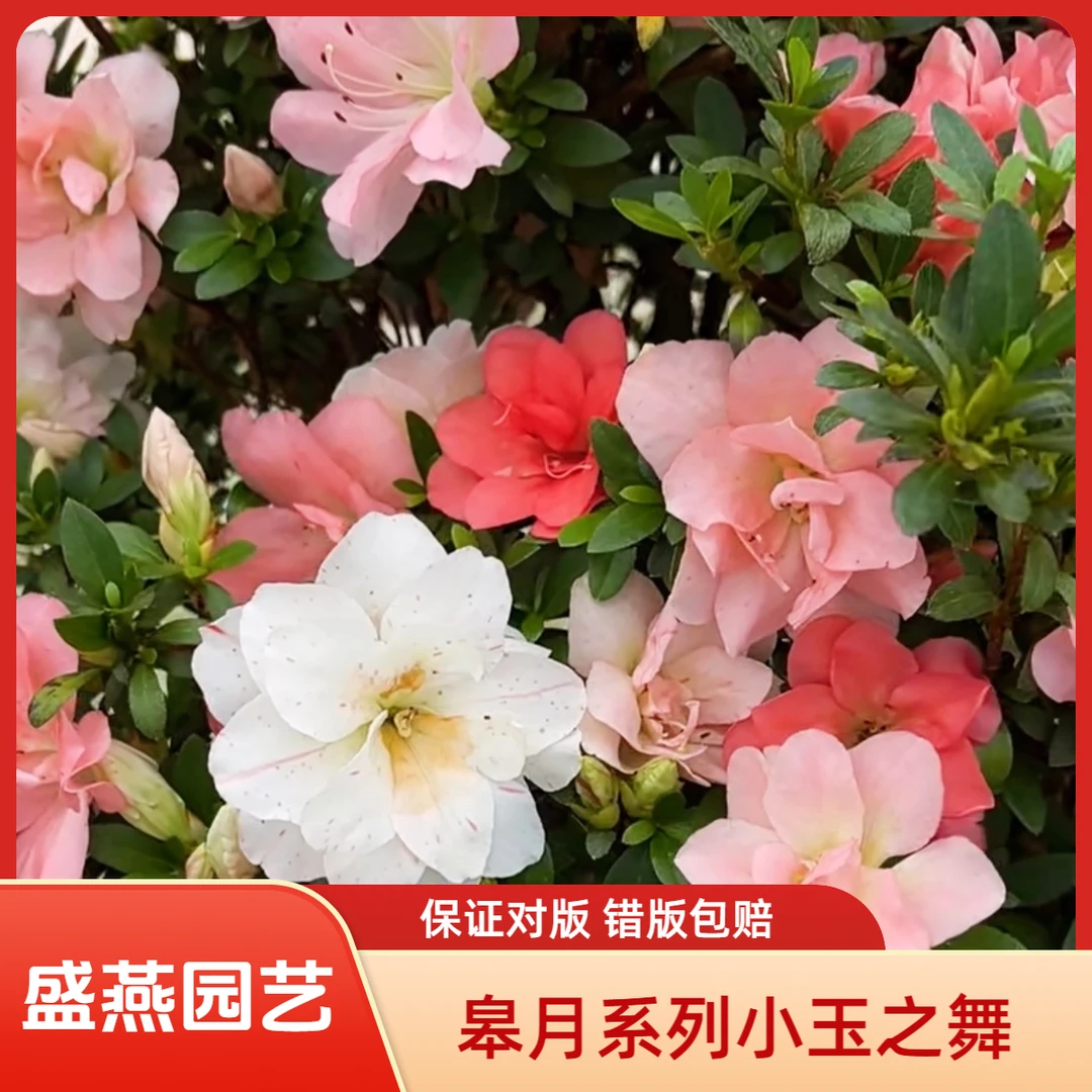 盛燕园艺【小玉之舞】皋月系列稀有杜鹃花品种杜鹃室内外盆栽地载