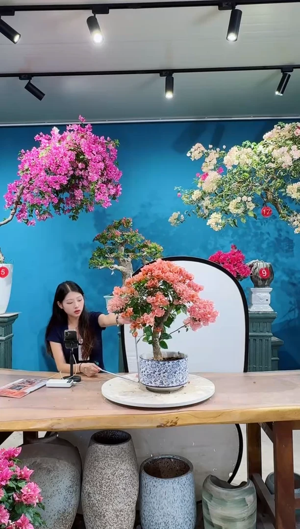 全部花朵不甜西瓜三角梅