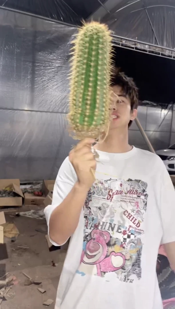 蒙娜丽莎 毛花柱【带根】高20cm+