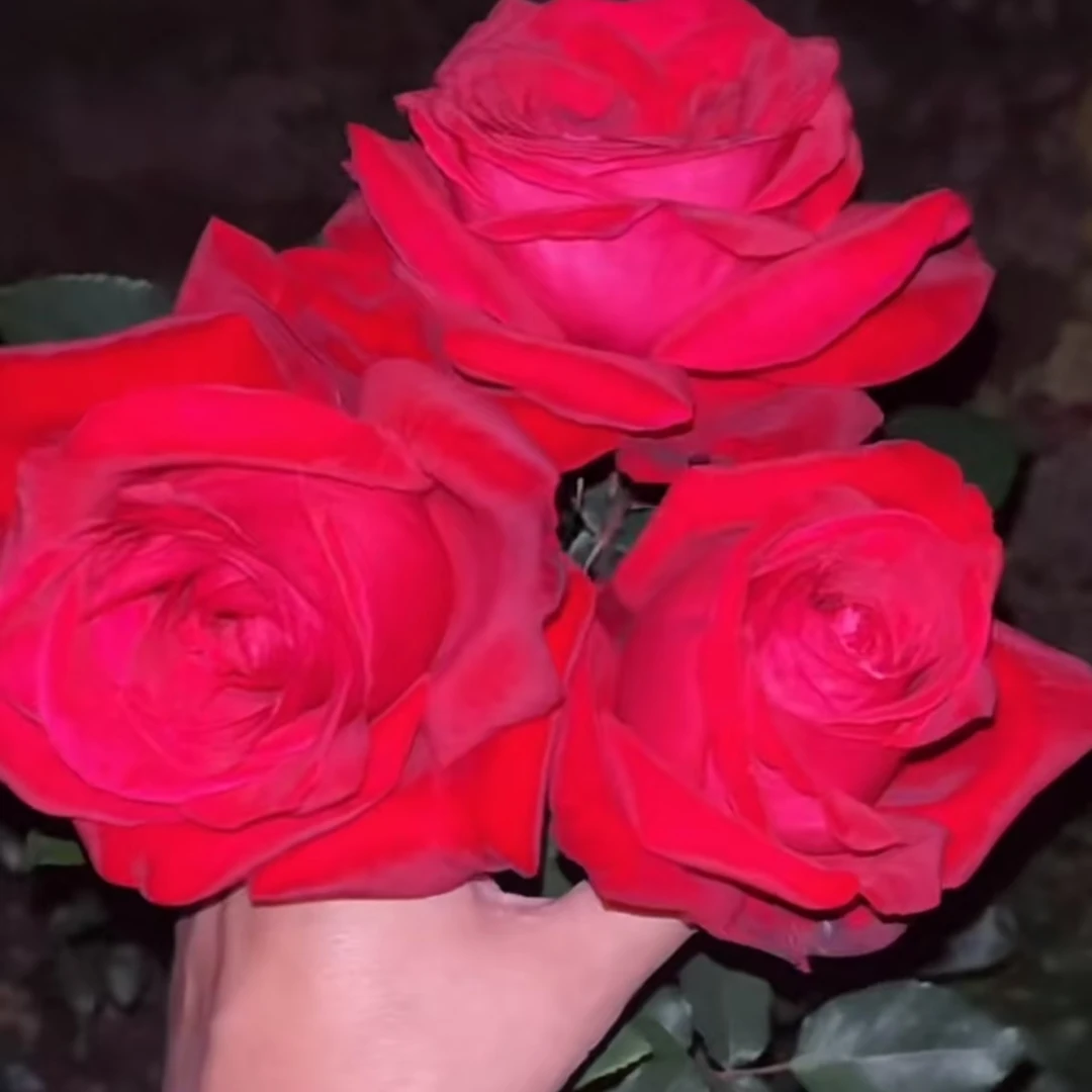 【卓昂玫瑰园】东方明珠切花玫瑰多季开花庭院阳台月季