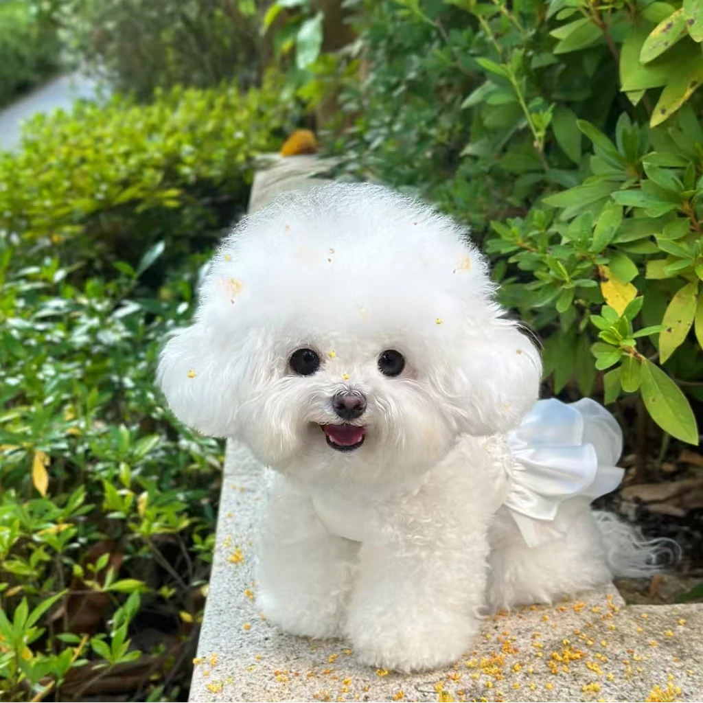 小型犬比熊宠物                      衣服                 NN