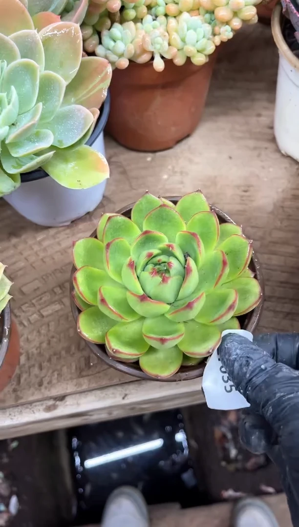 下***见27035多肉植物一物一拍