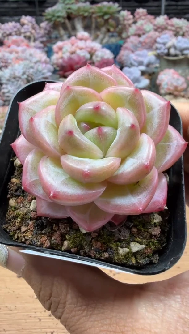 东云多肉园二店-343