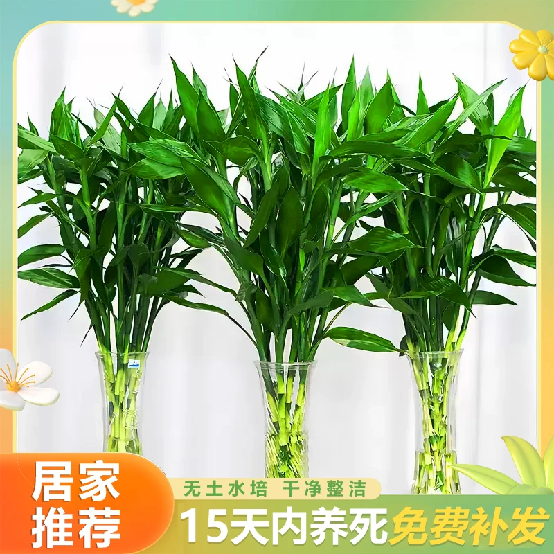 【精品】富贵竹水培植物开运竹富贵竹水养居家客厅花卉绿植节节高