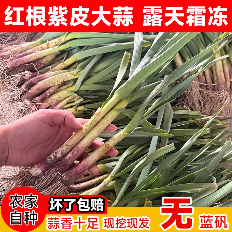 苏北紫皮红根大蒜农家自种现采现发蒜叶现采现发
