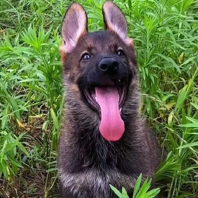 拓晨犬舍东德牧羊犬