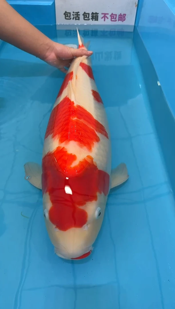 锦鲤君***。76公分 红白