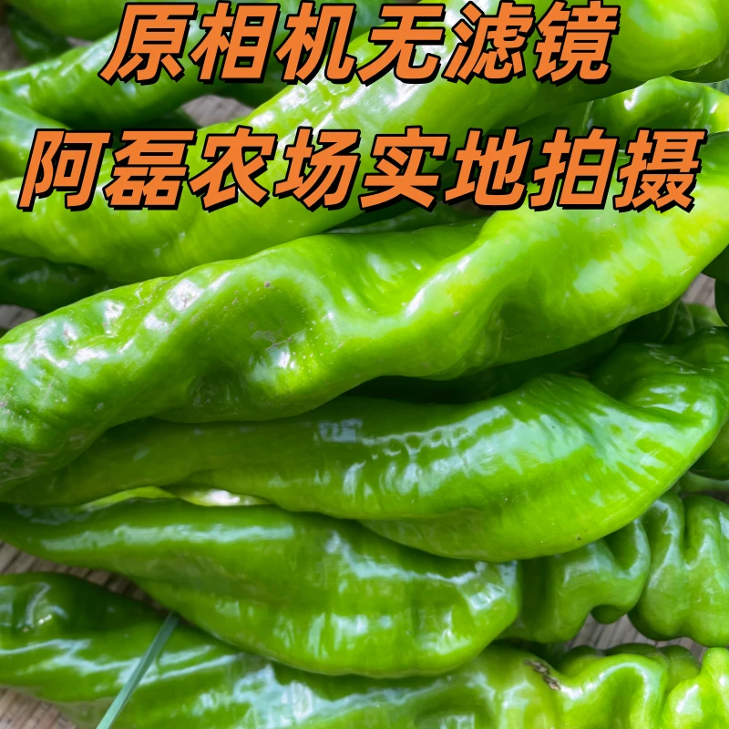 新鲜螺丝椒现摘现发产地直发