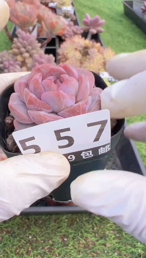 【闪购商品】信福多肉一物一拍