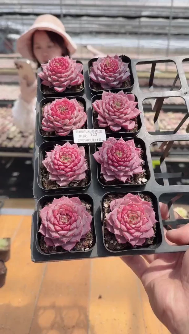 东云多肉园新款-123