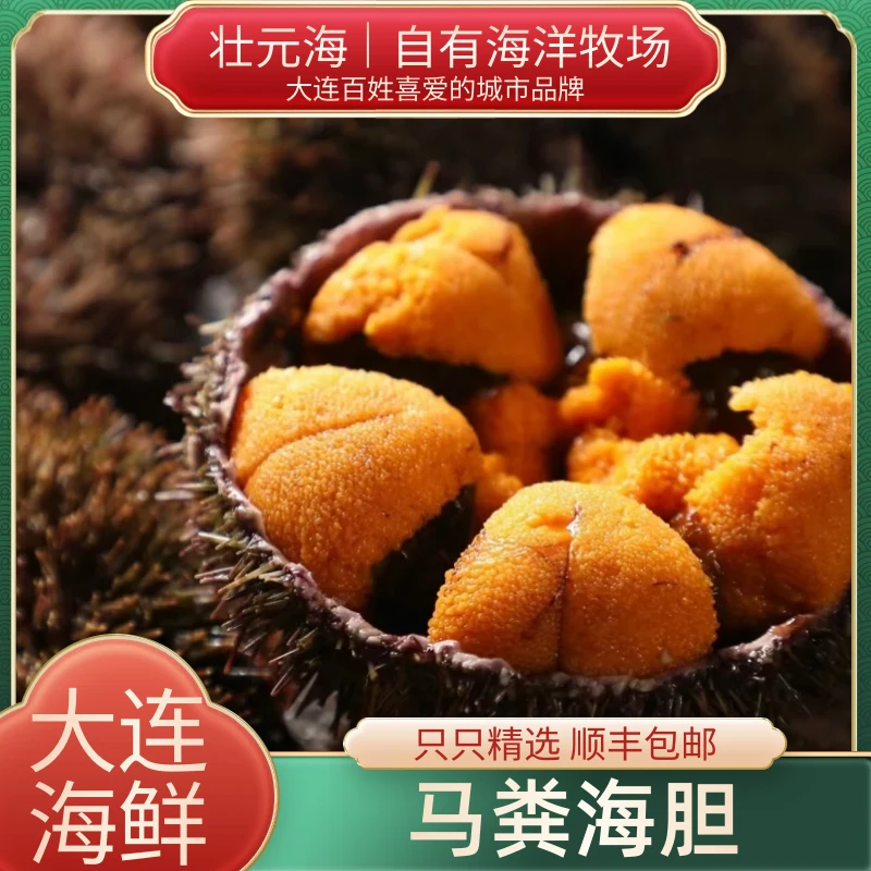 【小明正能量】大连马粪海胆10-12只/斤 产自壮元海自有海洋牧场