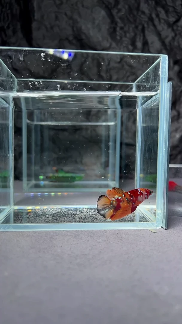 斗鱼竞拍链接A75